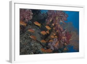 Scalefin Anthias Fish in Beqa Lagoon, Fiji-Stocktrek Images-Framed Photographic Print