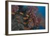 Scalefin Anthias Fish in Beqa Lagoon, Fiji-Stocktrek Images-Framed Photographic Print