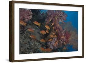 Scalefin Anthias Fish in Beqa Lagoon, Fiji-Stocktrek Images-Framed Photographic Print