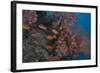 Scalefin Anthias Fish in Beqa Lagoon, Fiji-Stocktrek Images-Framed Photographic Print