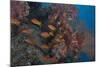 Scalefin Anthias Fish in Beqa Lagoon, Fiji-Stocktrek Images-Mounted Photographic Print