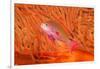 Scalefin anthias in front of a gorgonian sea fan, Fiji-David Fleetham-Framed Photographic Print