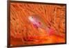 Scalefin anthias in front of a gorgonian sea fan, Fiji-David Fleetham-Framed Photographic Print