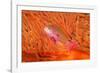 Scalefin anthias in front of a gorgonian sea fan, Fiji-David Fleetham-Framed Photographic Print