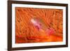 Scalefin anthias in front of a gorgonian sea fan, Fiji-David Fleetham-Framed Photographic Print