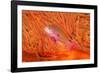 Scalefin anthias in front of a gorgonian sea fan, Fiji-David Fleetham-Framed Photographic Print