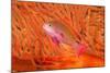 Scalefin anthias in front of a gorgonian sea fan, Fiji-David Fleetham-Mounted Photographic Print