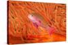 Scalefin anthias in front of a gorgonian sea fan, Fiji-David Fleetham-Stretched Canvas