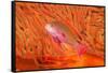 Scalefin anthias in front of a gorgonian sea fan, Fiji-David Fleetham-Framed Stretched Canvas