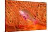 Scalefin anthias in front of a gorgonian sea fan, Fiji-David Fleetham-Stretched Canvas