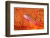 Scalefin anthias in front of a gorgonian sea fan, Fiji-David Fleetham-Framed Photographic Print