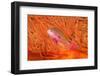 Scalefin anthias in front of a gorgonian sea fan, Fiji-David Fleetham-Framed Photographic Print