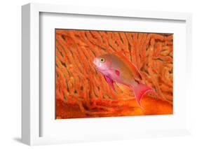 Scalefin anthias in front of a gorgonian sea fan, Fiji-David Fleetham-Framed Photographic Print