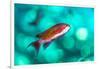 scalefin anthias male, swimming close to surface, egypt-alex mustard-Framed Photographic Print