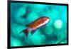 scalefin anthias male, swimming close to surface, egypt-alex mustard-Framed Photographic Print