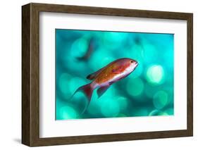 scalefin anthias male, swimming close to surface, egypt-alex mustard-Framed Photographic Print