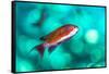 scalefin anthias male, swimming close to surface, egypt-alex mustard-Framed Stretched Canvas