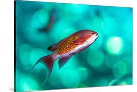 scalefin anthias male, swimming close to surface, egypt-alex mustard-Stretched Canvas