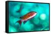 scalefin anthias male, swimming close to surface, egypt-alex mustard-Framed Stretched Canvas