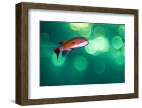 scalefin anthias male, swimming close to surface, egypt-alex mustard-Framed Photographic Print