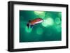 scalefin anthias male, swimming close to surface, egypt-alex mustard-Framed Photographic Print