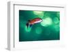 scalefin anthias male, swimming close to surface, egypt-alex mustard-Framed Photographic Print