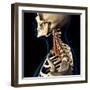 Scalene neck muscles Isolated within skeletal system, on black background.-Hank Grebe-Framed Art Print