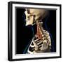 Scalene neck muscles Isolated within skeletal system, on black background.-Hank Grebe-Framed Art Print