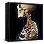 Scalene neck muscles Isolated within skeletal system, on black background.-Hank Grebe-Framed Stretched Canvas