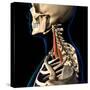 Scalene neck muscles Isolated within skeletal system, on black background.-Hank Grebe-Stretched Canvas