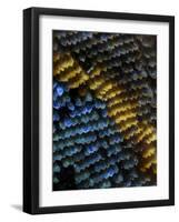 Scales of a Owl butterfly magnified 28x, Tapirai Sao Paulo, Brazil. South-east Atlantic forest-Joao Burini-Framed Photographic Print