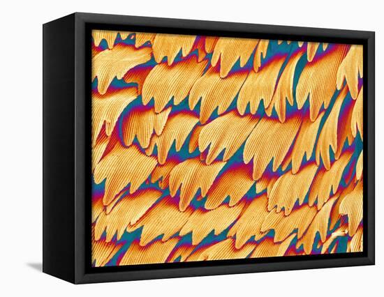 Scales of a Swallowtail Butterfly-Micro Discovery-Framed Stretched Canvas