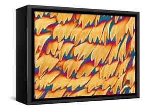 Scales of a Swallowtail Butterfly-Micro Discovery-Framed Stretched Canvas
