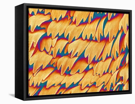 Scales of a Swallowtail Butterfly-Micro Discovery-Framed Stretched Canvas