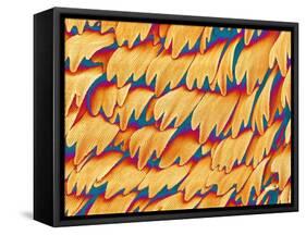 Scales of a Swallowtail Butterfly-Micro Discovery-Framed Stretched Canvas