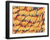 Scales of a Swallowtail Butterfly-Micro Discovery-Framed Premium Photographic Print