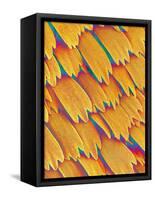 Scales of a Swallowtail Butterfly-Micro Discovery-Framed Stretched Canvas