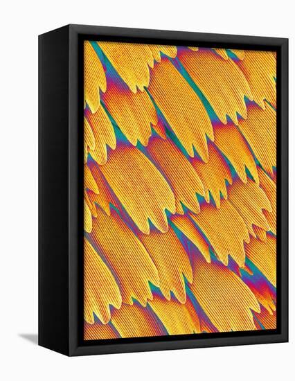 Scales of a Swallowtail Butterfly-Micro Discovery-Framed Stretched Canvas