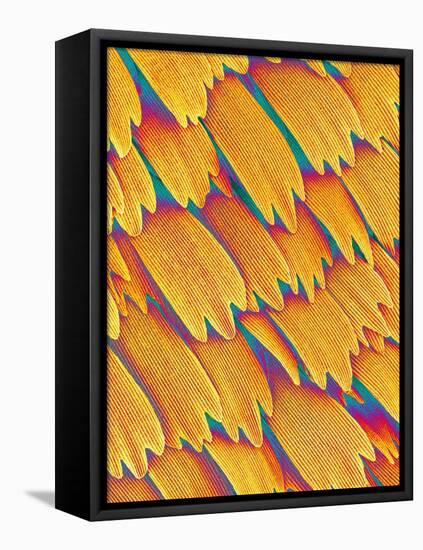 Scales of a Swallowtail Butterfly-Micro Discovery-Framed Stretched Canvas