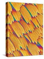 Scales of a Swallowtail Butterfly-Micro Discovery-Stretched Canvas