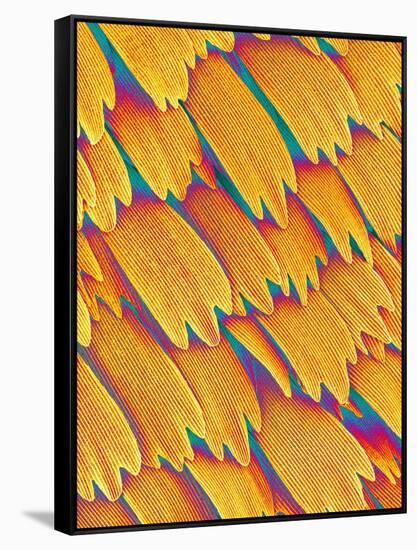 Scales of a Swallowtail Butterfly-Micro Discovery-Framed Stretched Canvas