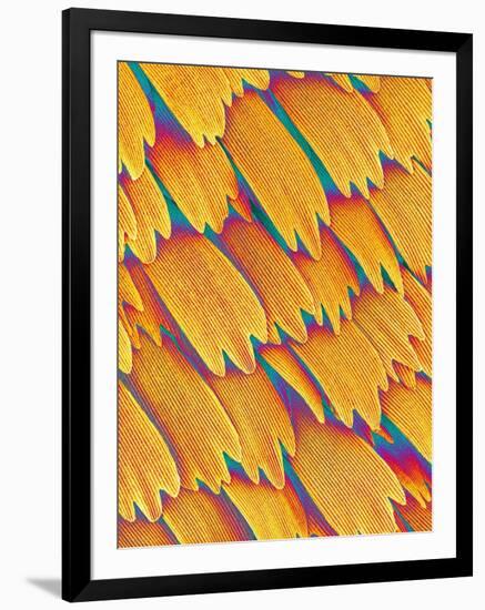 Scales of a Swallowtail Butterfly-Micro Discovery-Framed Premium Photographic Print