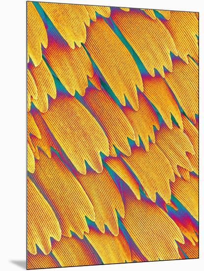 Scales of a Swallowtail Butterfly-Micro Discovery-Mounted Photographic Print