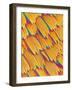 Scales of a Swallowtail Butterfly-Micro Discovery-Framed Photographic Print