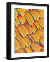 Scales of a Swallowtail Butterfly-Micro Discovery-Framed Photographic Print