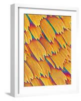 Scales of a Swallowtail Butterfly-Micro Discovery-Framed Photographic Print