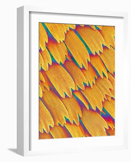 Scales of a Swallowtail Butterfly-Micro Discovery-Framed Photographic Print