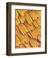 Scales of a Swallowtail Butterfly-Micro Discovery-Framed Photographic Print
