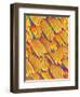 Scales of a Swallowtail Butterfly-Micro Discovery-Framed Photographic Print