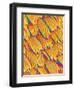 Scales of a Swallowtail Butterfly-Micro Discovery-Framed Photographic Print